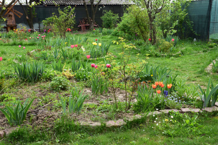 Elite Apeldorn - 2018_Idilic Garden_lalele