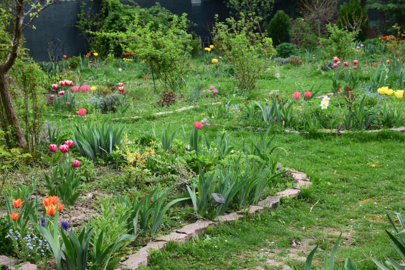  - 2018_Idilic Garden_lalele