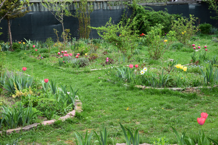  - 2018_Idilic Garden_lalele