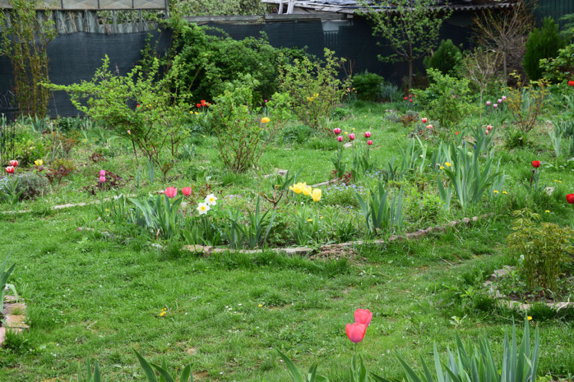  - 2018_Idilic Garden_lalele