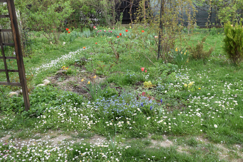  - 2018_Idilic Garden_lalele