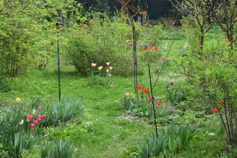  - 2018_Idilic Garden_lalele