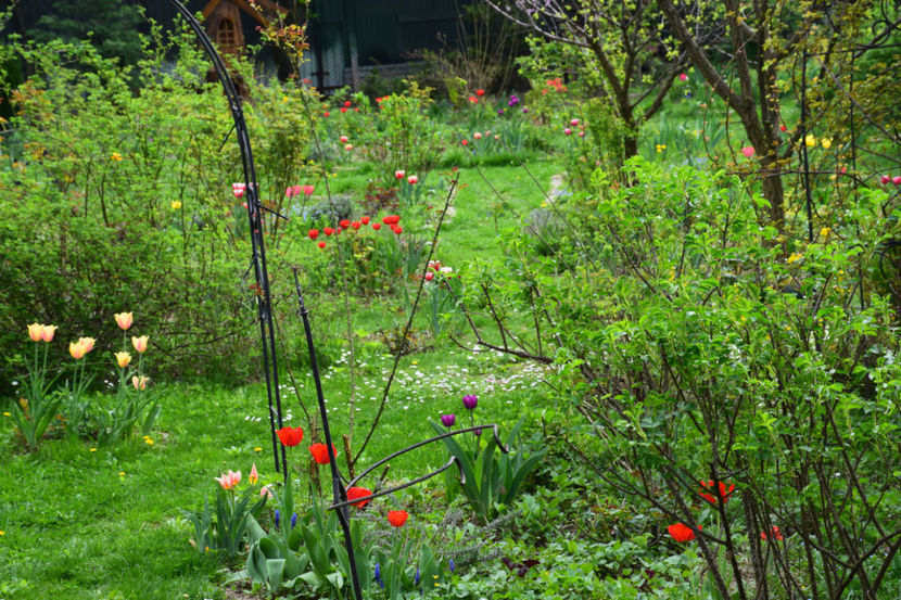  - 2018_Idilic Garden_lalele
