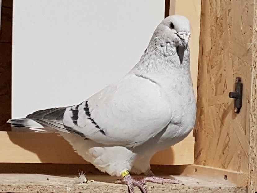 F-2011-999 - 0-VRdF-de vanzare-2019