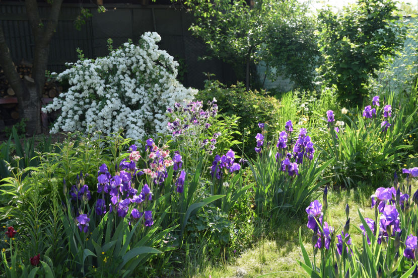 30 Aprilie _Spireea Vanhutei si Iris Intermediata - Z_FAVORITELE gradinii mele