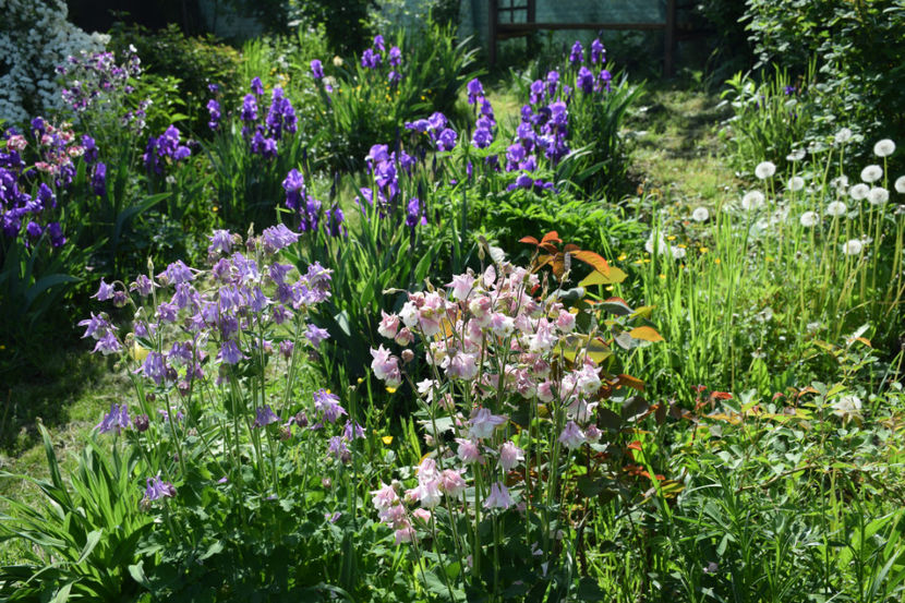  - 2018_Idilic Garden_lalele