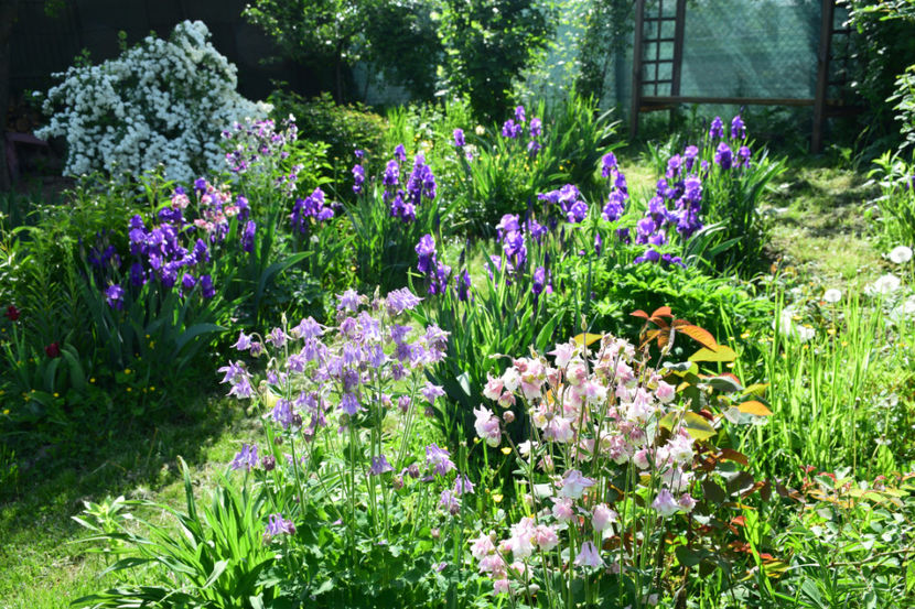  - 2018_Idilic Garden_lalele