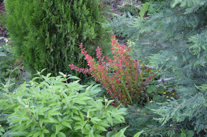 Berberis red Pillar - 2018_Idilic Garden_lalele