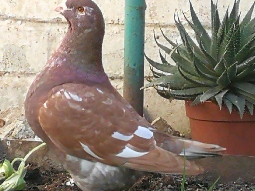 F-2017 - 2-AMERICAN GIANT HOMER