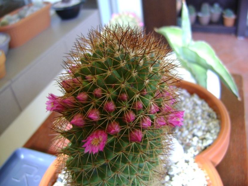 Mammillaria backebergiana - Cactusi 2018