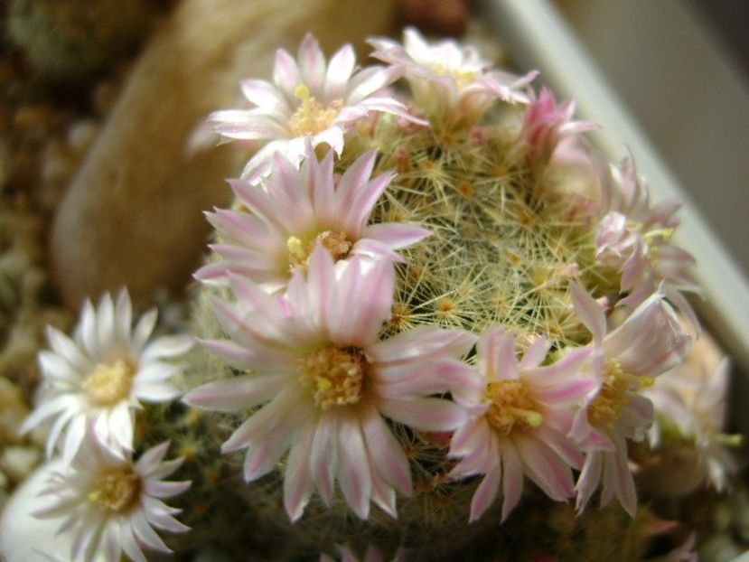 Mammillaria schiedeana ssp. giselae - Cactusi 2018