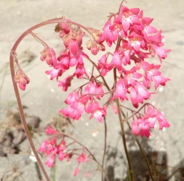 Heuchera sp - Plante de umbră