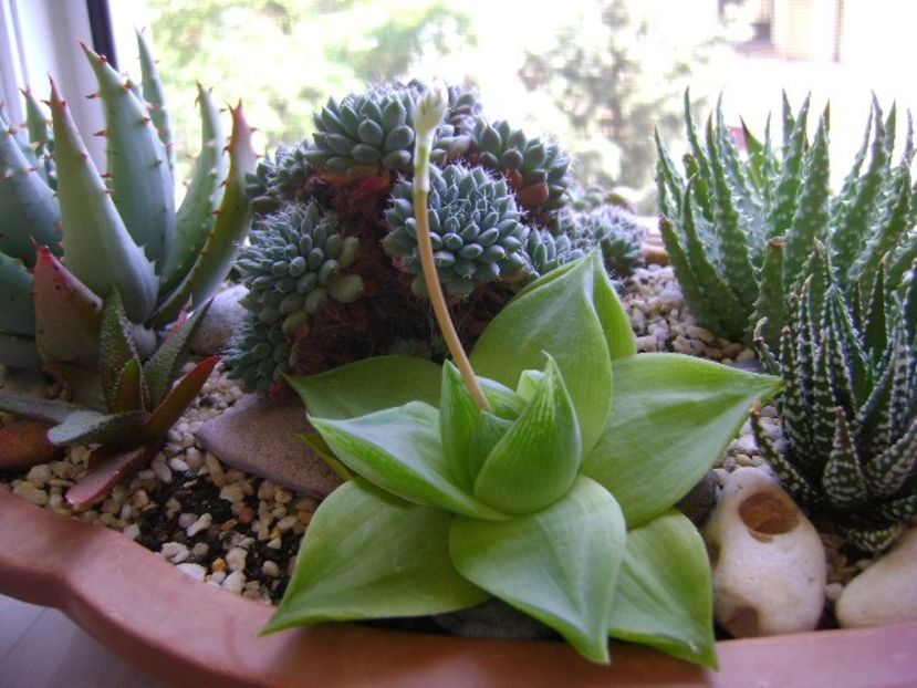 Haworthia cymbiformis - Suculente 2018