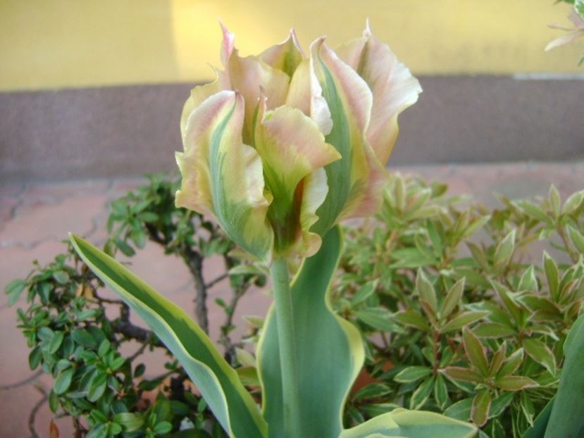 Lalea variegata - Primavara 2018