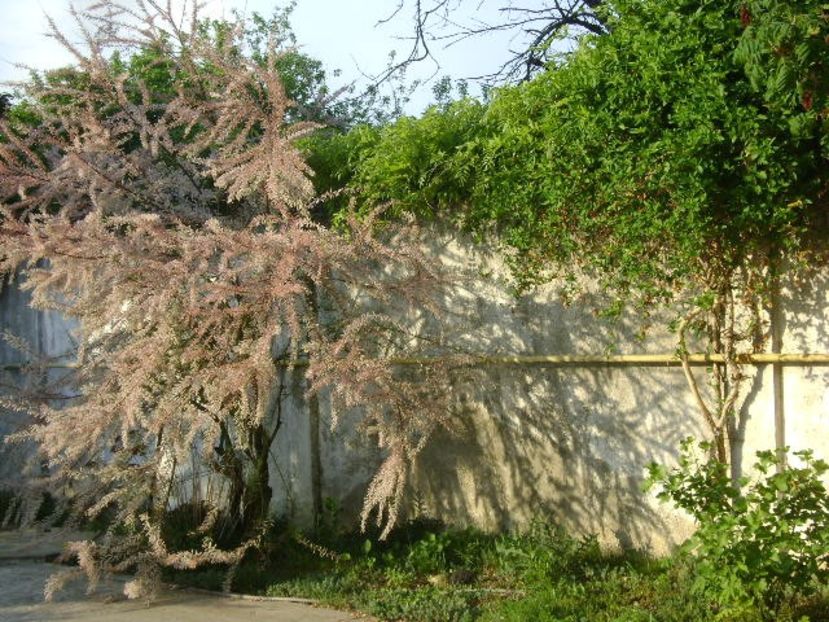 Tamarix, Wisteria si Lonicera incalcite - Primavara 2018