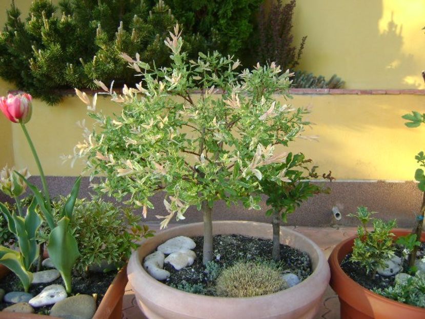 Salix integra Hakuro Nishiki - Primavara 2018