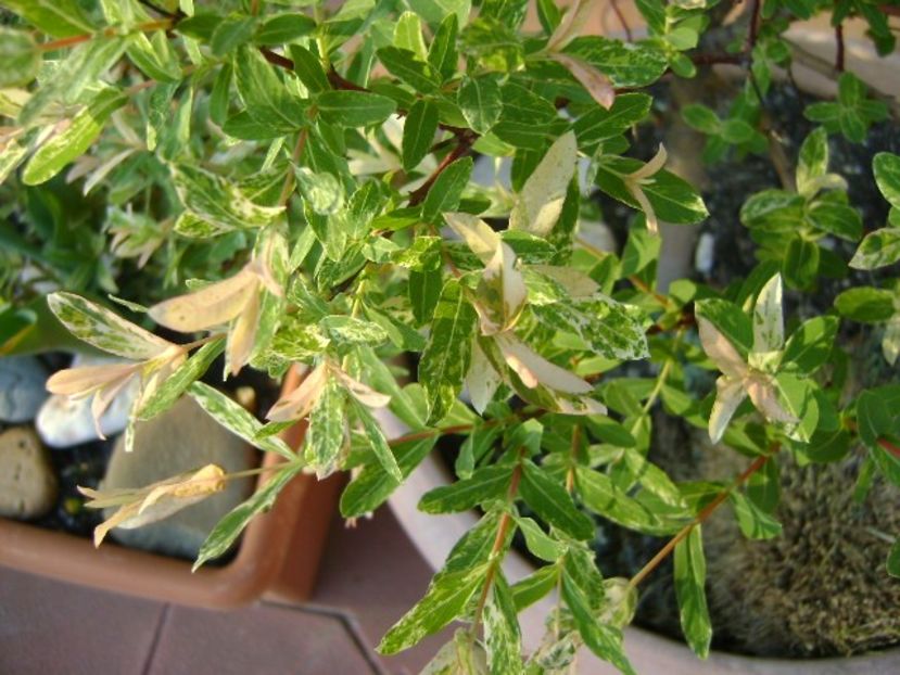 Salix integra Hakuro Nishiki - Primavara 2018