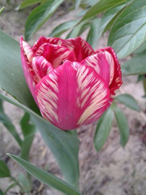 IMG-20180424-WA0004 - plante de primavara