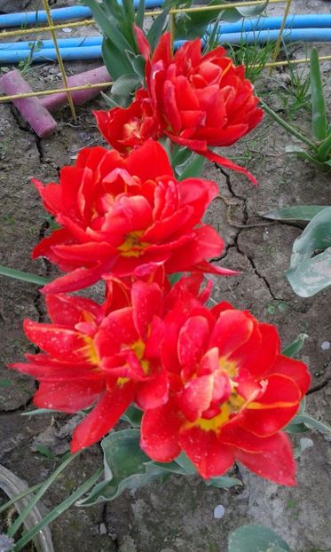 IMG-20180418-WA0011 - plante de primavara