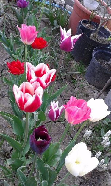 IMG-20180418-WA0010 - plante de primavara