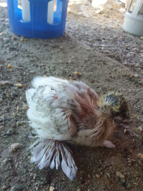 Primul puii cap albastru pe 2018 - JDB-CAP ALBASTRU