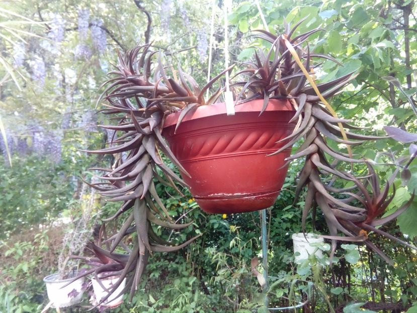  - plante de interior