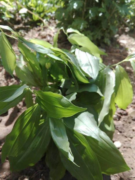  - pe camp si in padure