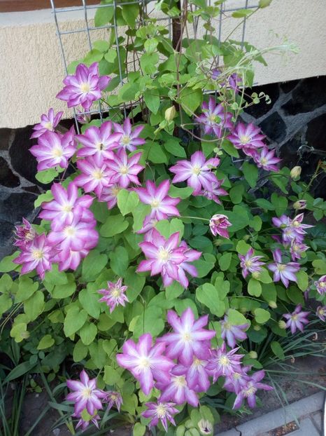  - clematita 2014-2015-2016-2018-2019
