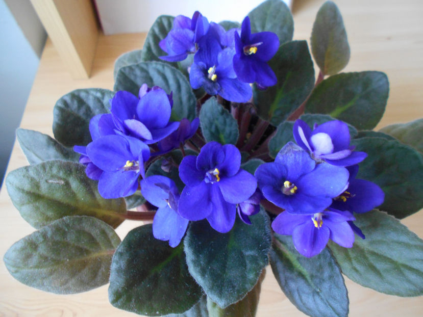  - violete comune
