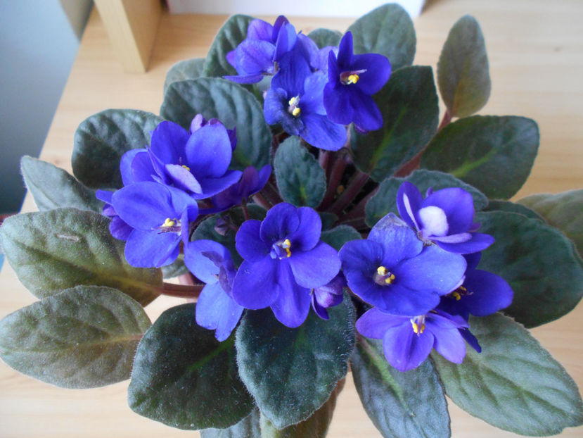  - violete comune