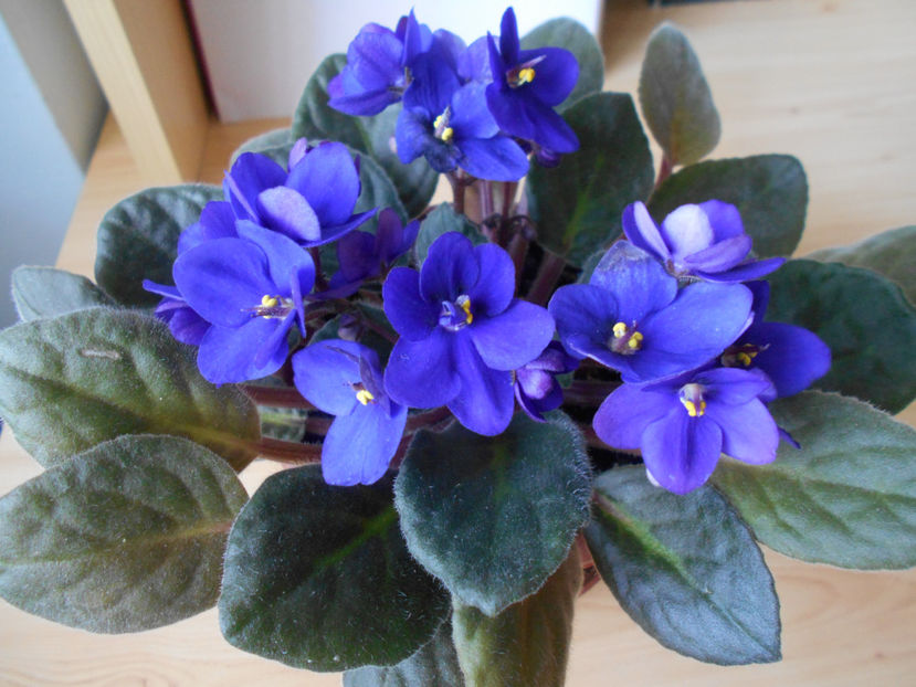  - violete comune