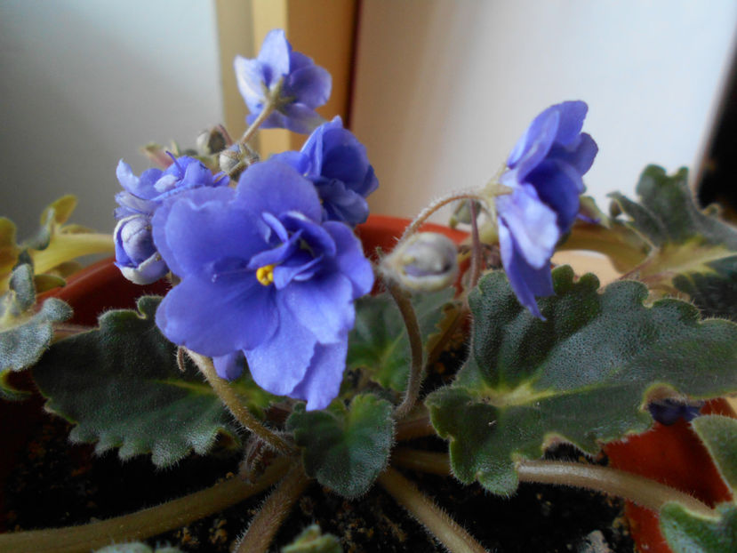  - violete comune