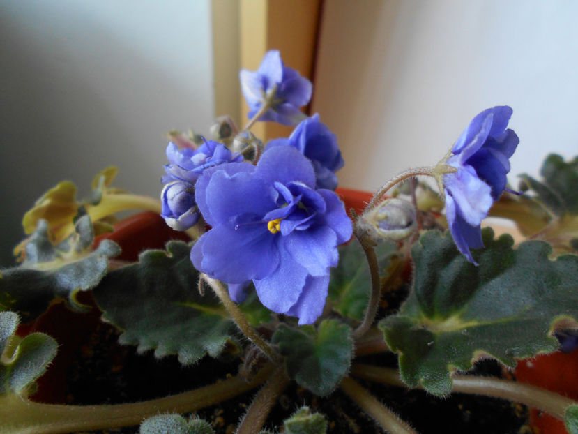  - violete comune