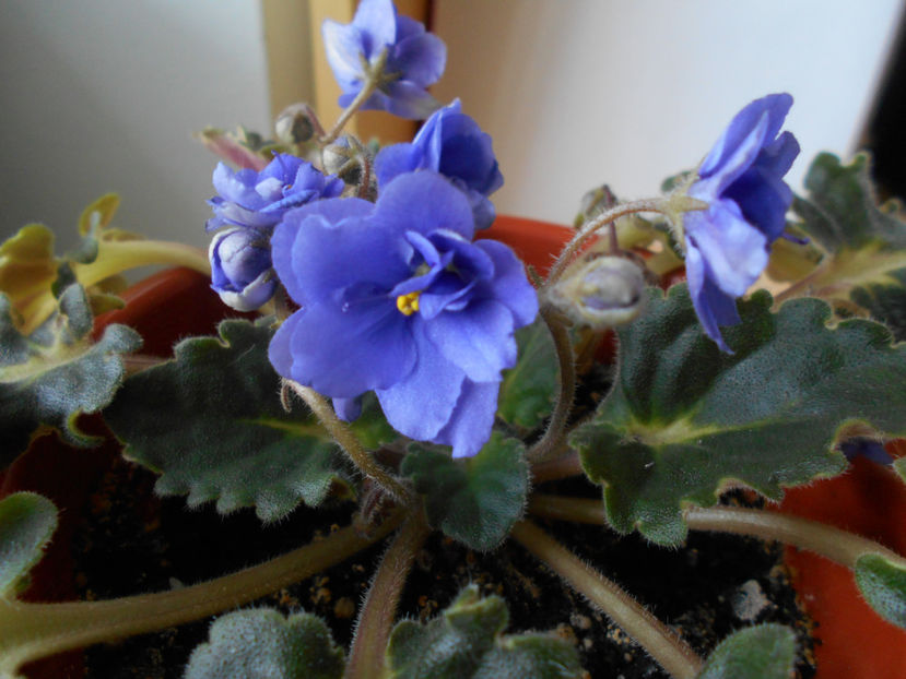  - violete comune