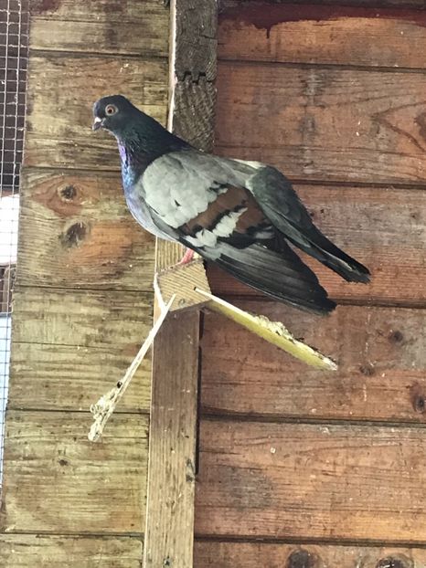 49C1D448-7BD7-4AE0-A412-4841873D3565 - Panduri - nu ii mai dețin