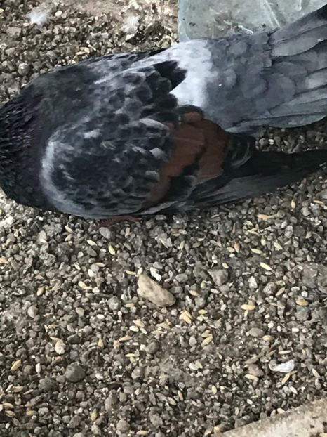 CD7B1C08-06E4-4F62-9ED1-9EAC640818AB - Panduri - nu ii mai dețin