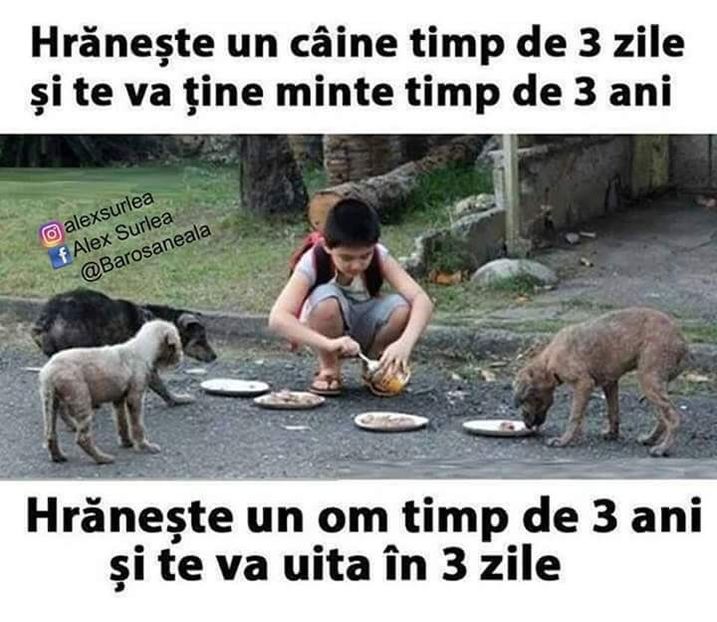  - Poze 4