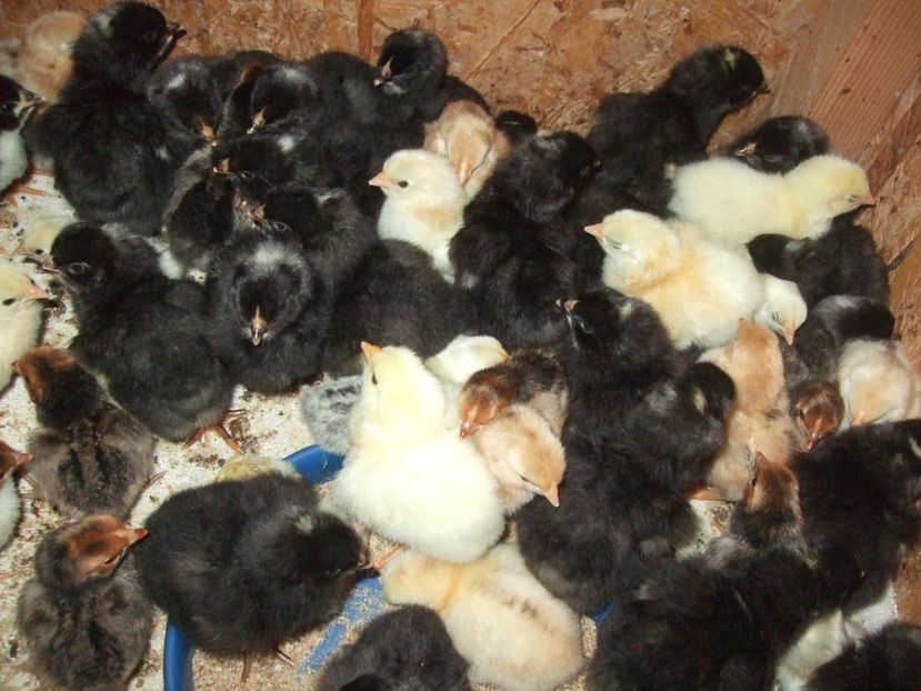  - PLYMOUTH ROCK BARAT-2018