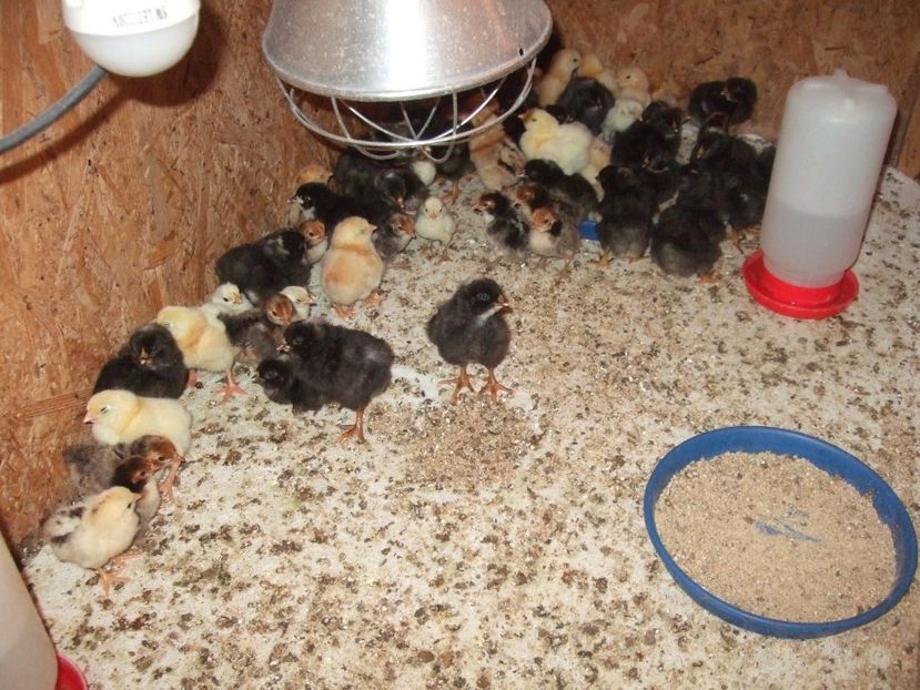  - PLYMOUTH ROCK BARAT-2018