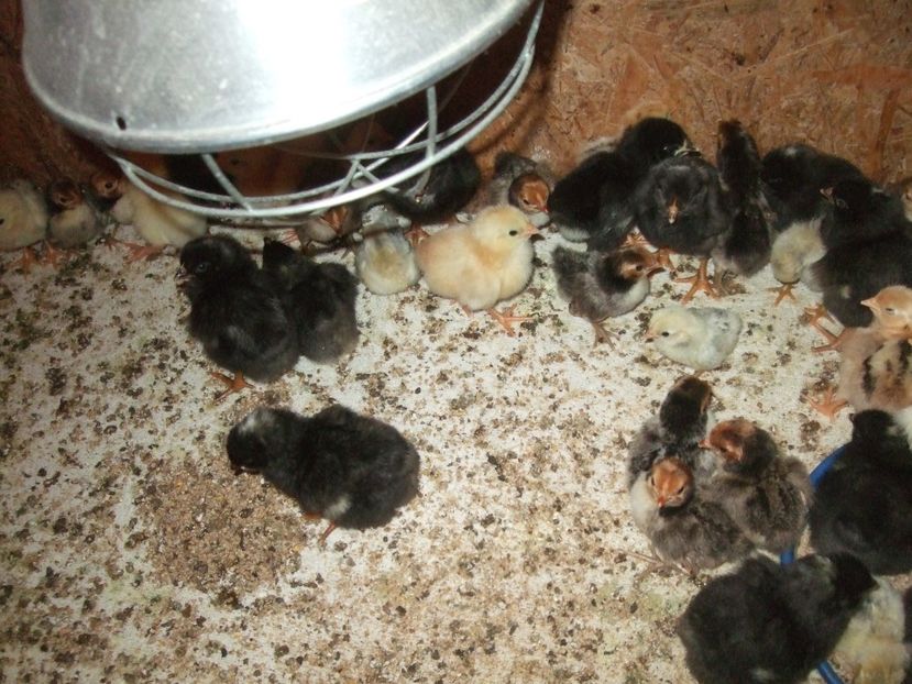  - PLYMOUTH ROCK BARAT-2018