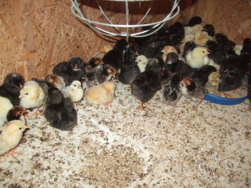  - PLYMOUTH ROCK BARAT-2018