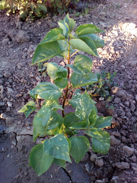  - curtea cu toate cele 2018