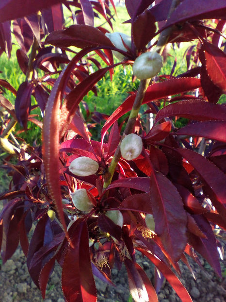  - curtea cu toate cele 2018