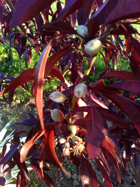  - curtea cu toate cele 2018