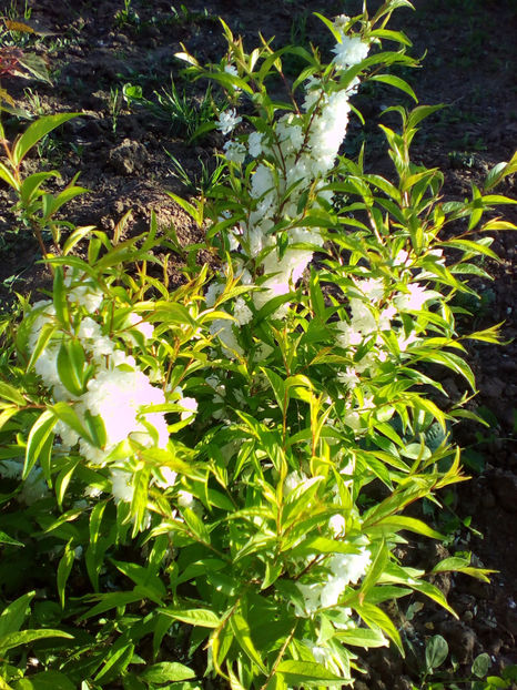  - curtea cu toate cele 2018