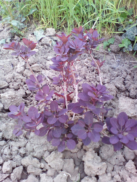  - curtea cu toate cele 2018