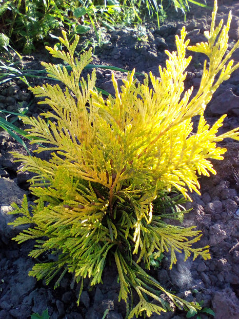  - curtea cu toate cele 2018