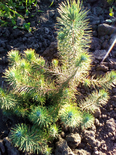  - curtea cu toate cele 2018