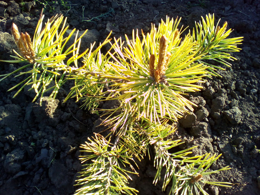  - curtea cu toate cele 2018