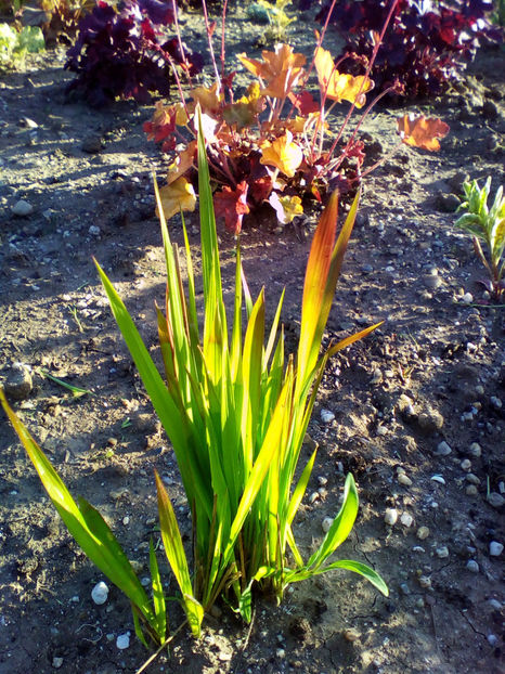  - curtea cu toate cele 2018